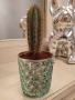 красив екзотичен кактус от Португалия, снимка 1 - Стайни растения - 45040807