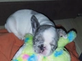 Френски булдог мерле,момче., снимка 3