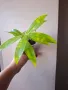 Драцена, Dracena surculosa Mike, снимка 1