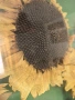 Слънчогледи , снимка 8