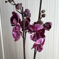 Орхидея фаленопсис, снимка 2 - Стайни растения - 45108751