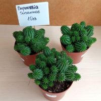 Euphorbia susannae, снимка 1 - Стайни растения - 45076469