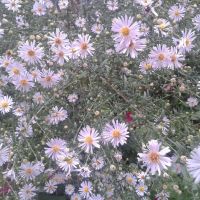 Астри  -звездел, снимка 2 - Градински цветя и растения - 45493965