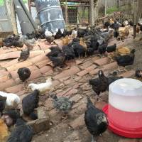 Продавам пилета супер харко женски и старозагорска кръстоска на 2 месеца , снимка 3 - Кокошки и пуйки - 44954002