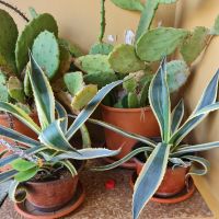 кактуси агаве, снимка 1 - Градински цветя и растения - 45083757