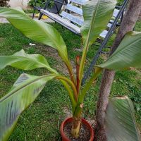 червен банан маурелий, снимка 3 - Градински цветя и растения - 43203940