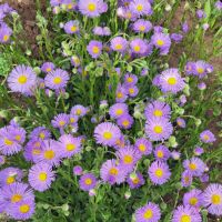 Еригерон , снимка 1 - Градински цветя и растения - 40862415