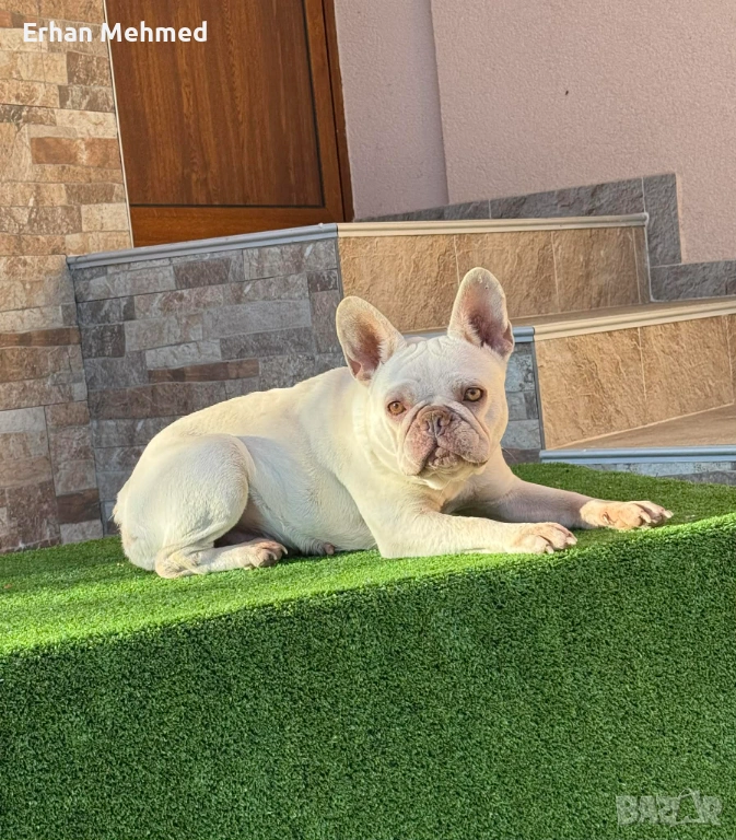 Френски булдог , снимка 1