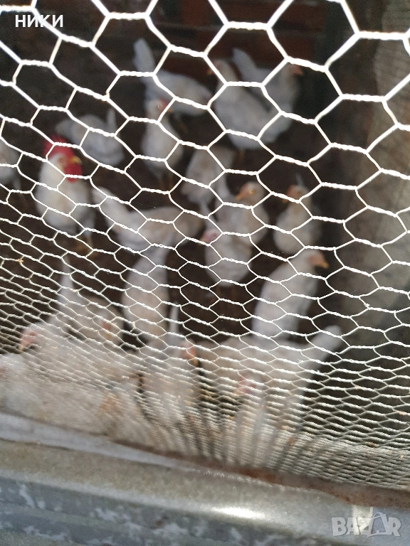 продавам ярки бял лекорн, снимка 1