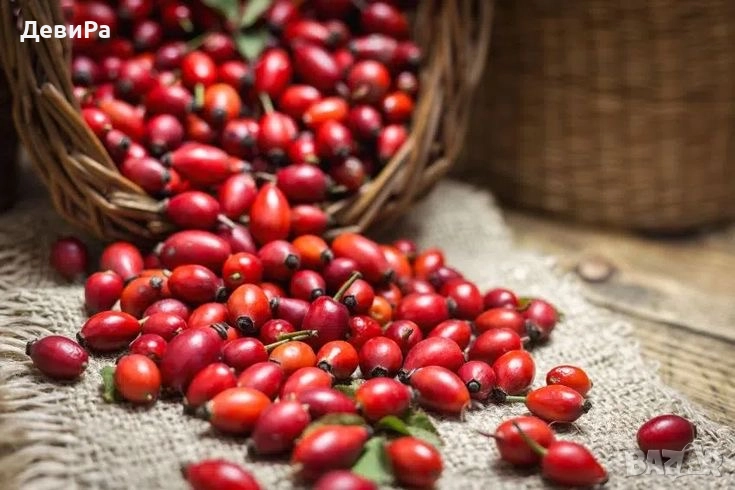 Алени Шипки - Сезон 2025, диворастящи Пресни, снимка 1