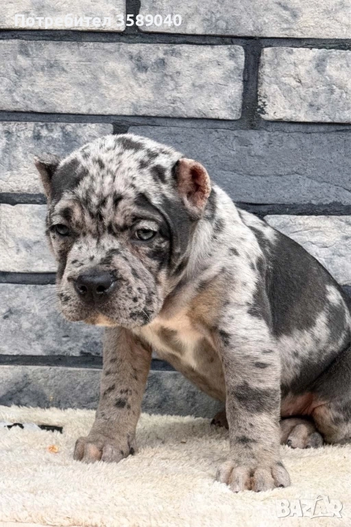 American Bully XL, снимка 1