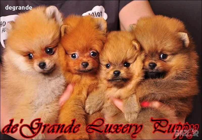 Златисти мъжки и женски бебета Померан, снимка 1