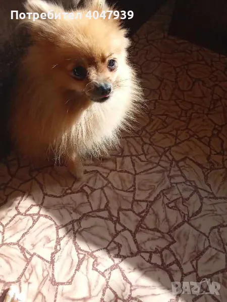 Продавам красив Померан, снимка 1