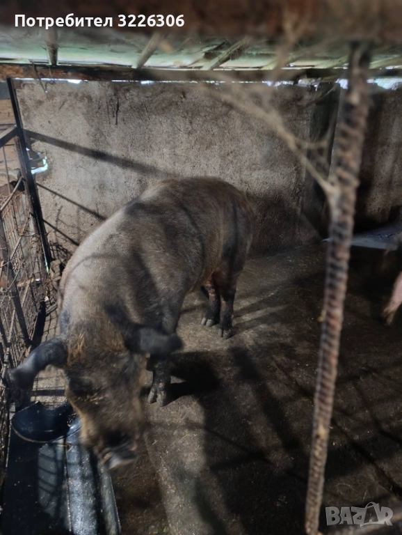 Продавам мъжко прасе, снимка 1