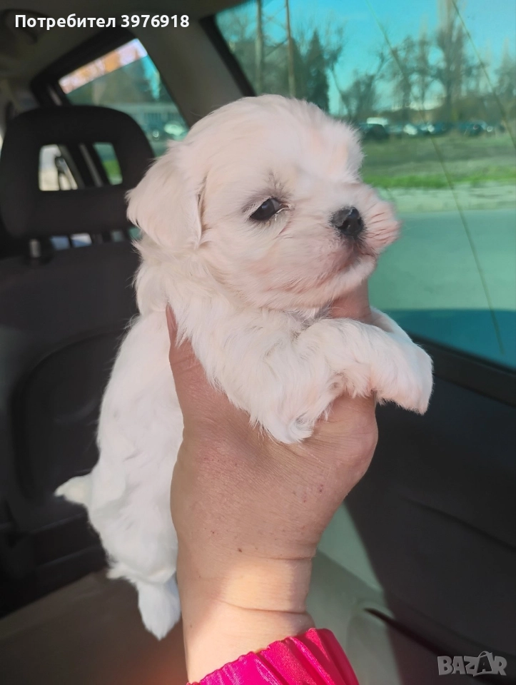 предлагам мъжки и женски малтийски болонки , снимка 1