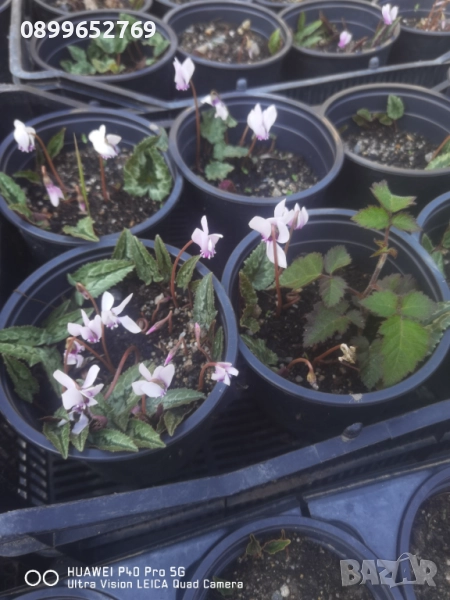 Многогодишна циклама. Розова. , снимка 1