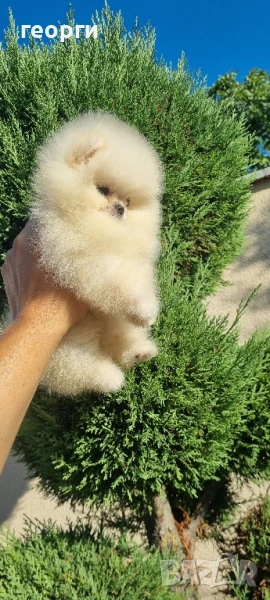 померан , снимка 1