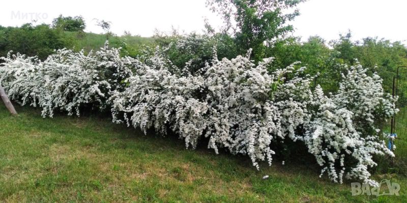 Хибискус,лигуструм,евонимус,туя, японска дюля,вайгела,Орлов нокът,дива лоза и други, снимка 1