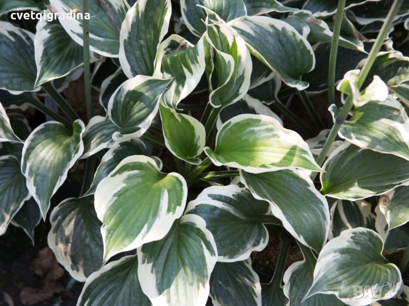 Hosta Minuteman (Хоста Минутман), снимка 1