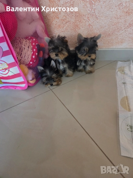 йоркширски териер мини йорки , снимка 1