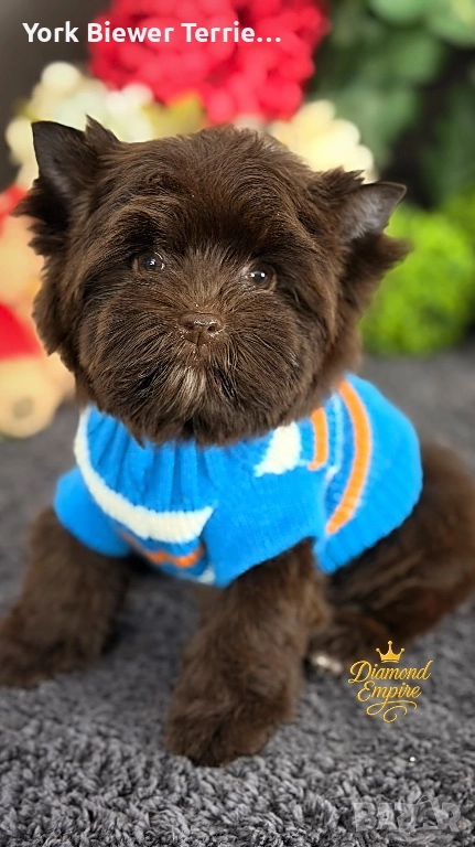 ЙоркширскИ териеР! Сладур с родословие за семейство с деца! Доставка , снимка 1