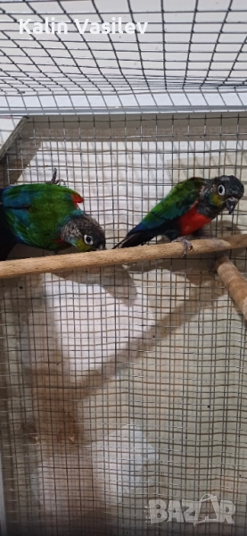 Папагали, снимка 1