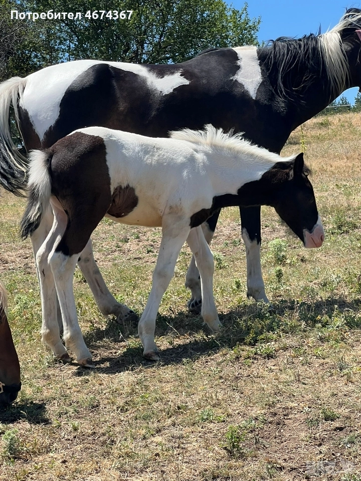 продавам кобила на 4 години кротка и конче на 9 месеца , снимка 1