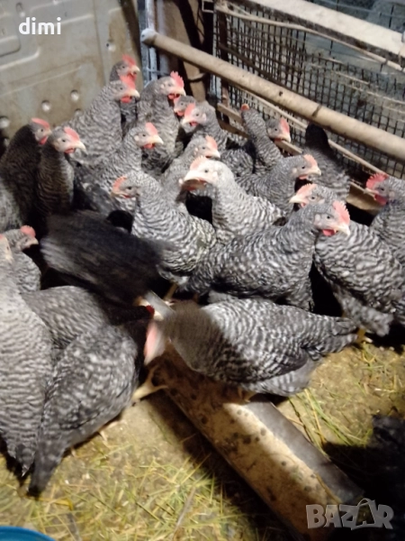 РАЗПРОДАЖБА НА ПЕТЛИ  НА 3месеца , снимка 1