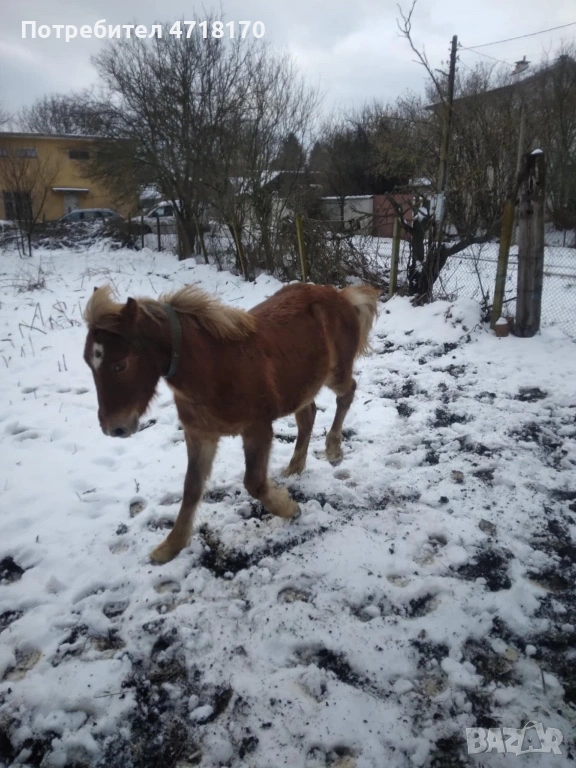Продавам конче на 9 месеца, снимка 1
