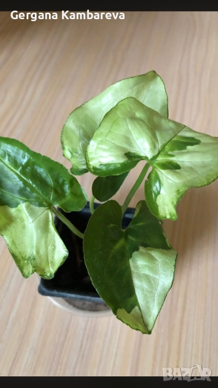 Syngonium Three Kings , снимка 1