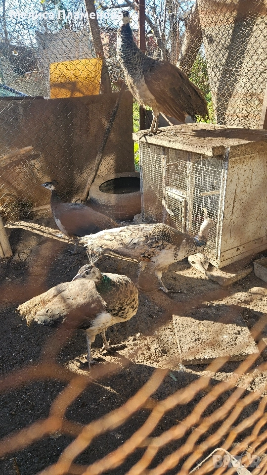 Продавам Пауни на 7 месеца , снимка 1