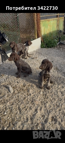 курцхаар и дратхар, снимка 5 - Курцхаар - 52837708