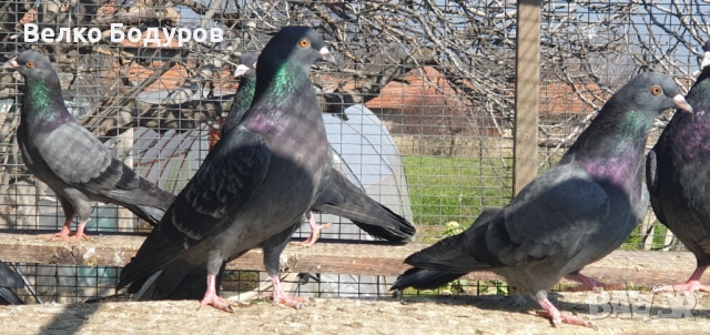 Пазарджишки високо летци. , снимка 9 - Гълъби - 52265511