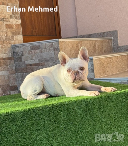 Френски булдог 