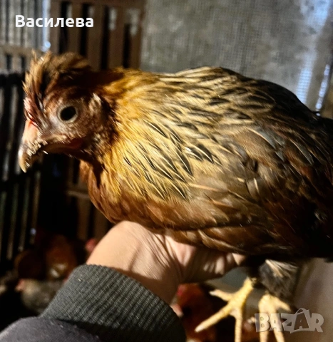 Пилета и пъдпъдъци на различна възраст, снимка 16 - Кокошки и пуйки - 54003824