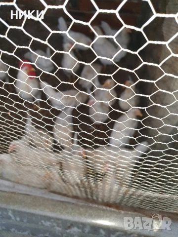 продавам ярки бял лекорн