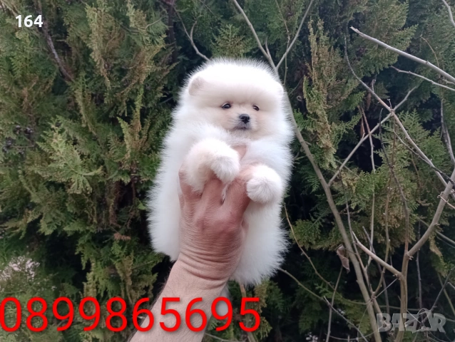 Мъжки и женски Померани. Реални снимки от 22.03.26 г. , снимка 6 - Померан - 53876191