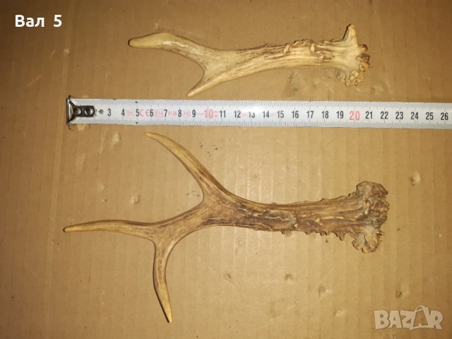 Рога от сръндак - за дръжки на нож и други, снимка 2 - Антикварни и старинни предмети - 52839941