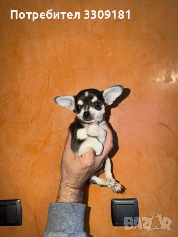 Чихуахуа , снимка 3 - Чихуахуа - 52931527