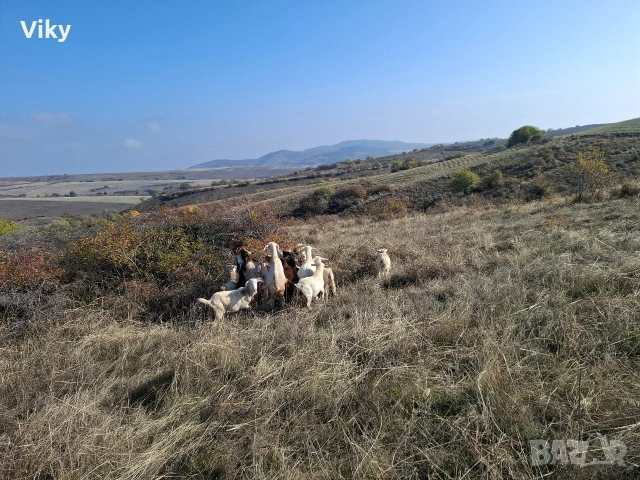 натурално козе мляко, снимка 5 - Кози - 54155662