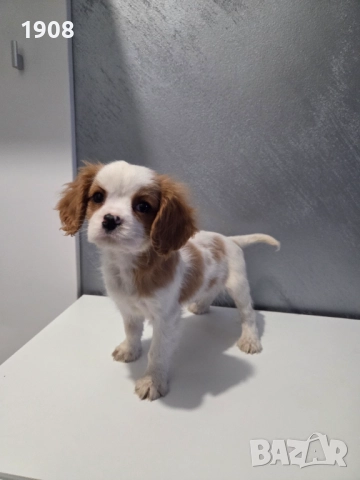 Кавалер Кинг Чарлз Шпаньол , снимка 3 - Кавалер кинг чарлз шпаньол - 52906359