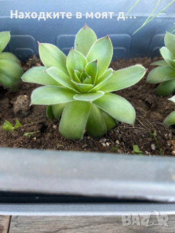 Седуми и сукуленти, снимка 3 - Градински цветя и растения - 53783611