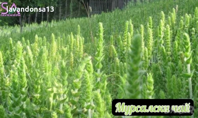  Мурсалски Чай – Разсад на Гол Корен | Планинска Билка, снимка 7 - Градински цветя и растения - 47333197