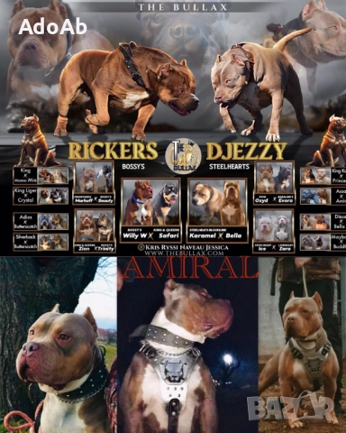 Були с родословие , снимка 2 - Питбул - 52672004