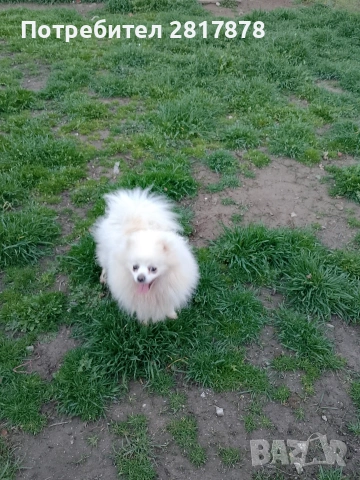 мини шпиц померан 