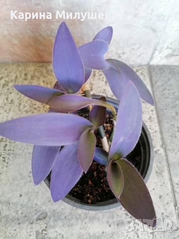 Продавам различни цветя, снимка 8 - Стайни растения - 44843070