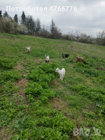 продавам 6 броя ярета на два месеца, снимка 6 - Кози - 54293716