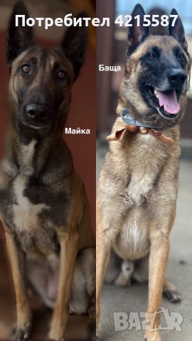 Белгийски овчарки бебета, снимка 5 - Белгийска овчарка - 52683482