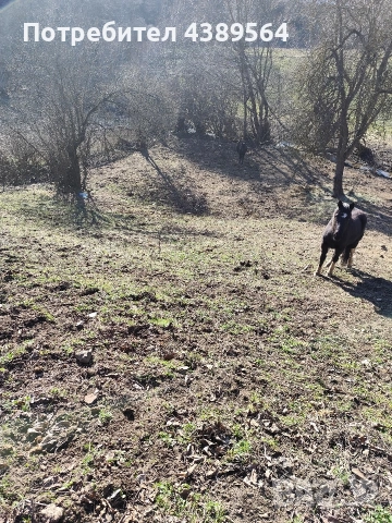 Парцел, снимка 6 - Парцели - 53752352