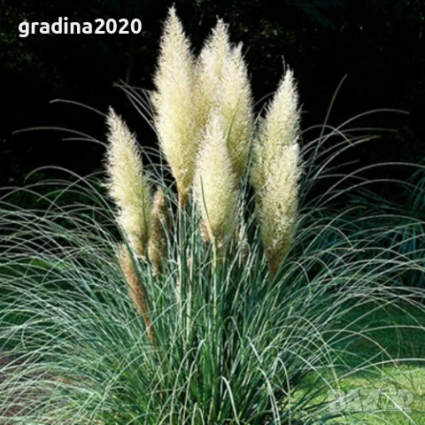 Кортадерия- Пампаска трева ПРИ ПОКУПКА НА 3 БРОЯ 1 БРОЙ ПОДАРЪК, снимка 7 - Градински цветя и растения - 27388242